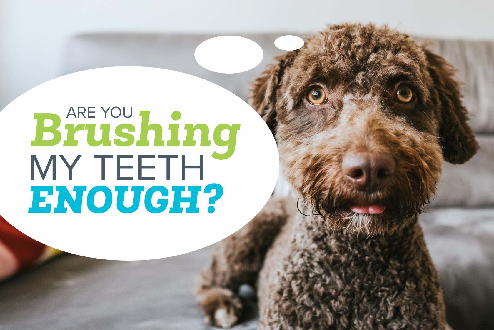 Oxyfresh - Are you brushing dog teeth enough