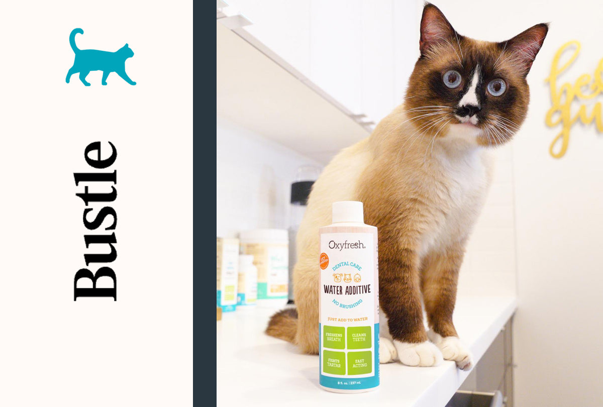 healthy siamese cat sitting on counter next to oxyfresh cat water additive with the Bustle logo on the graphic