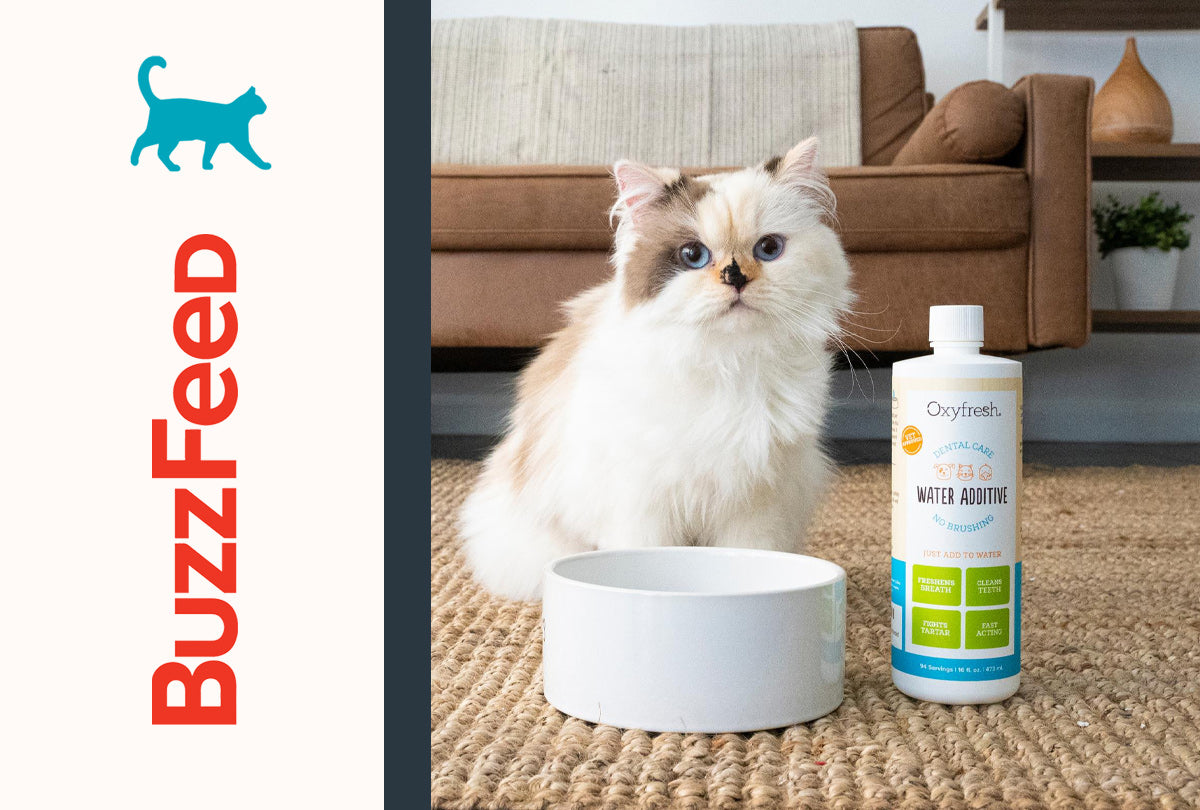 Buzzfeed Features Oxyfresh Pet Water Additive