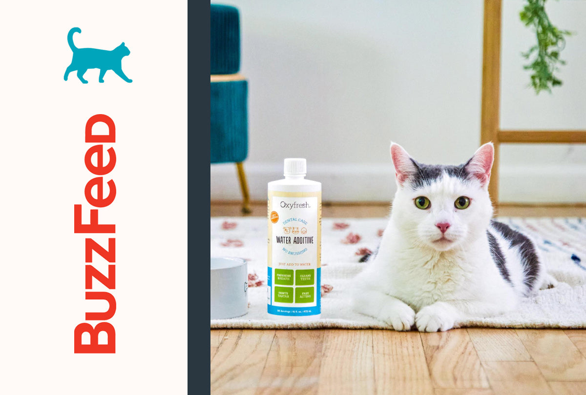 spotted cat laying next to oxyfresh cat water additive with buzzfeed logo