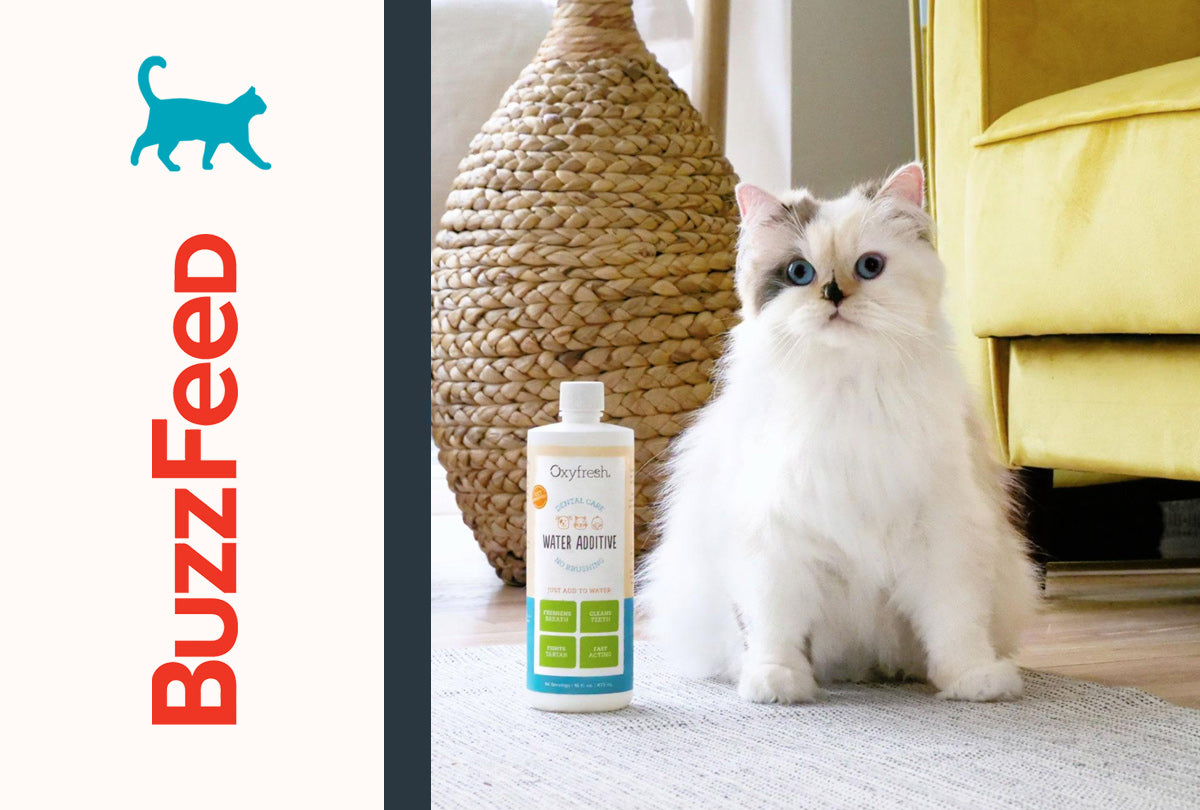 Oxyfresh Water Additive Named Popular Pick on BuzzFeed's List of "27 Products Cat Owners Will Feel Smart for Owning"