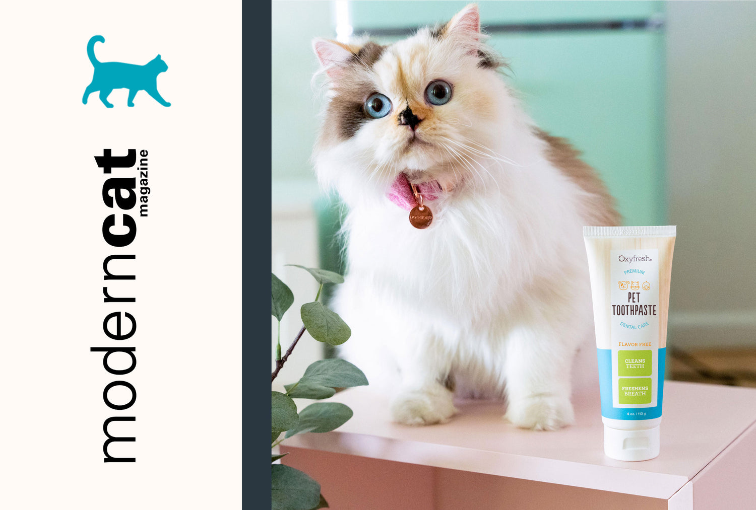 oxyfresh-pet-gel-toothpaste-unflavored-cat-toothpaste-featured-in-modern-cat