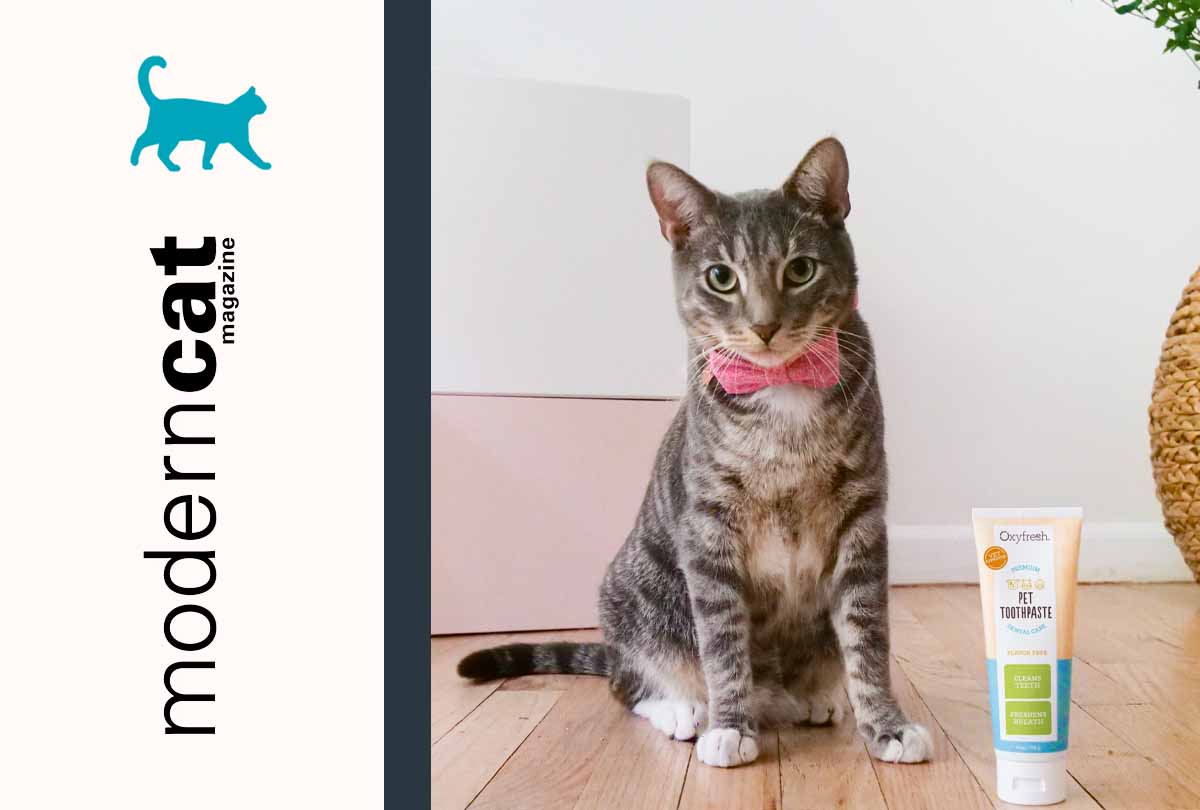 adorable-cat-with-pink-bowtie-next-to-oxyfresh-cat-toothpaste-for-cat-dental-care-and-modern-cat-logo