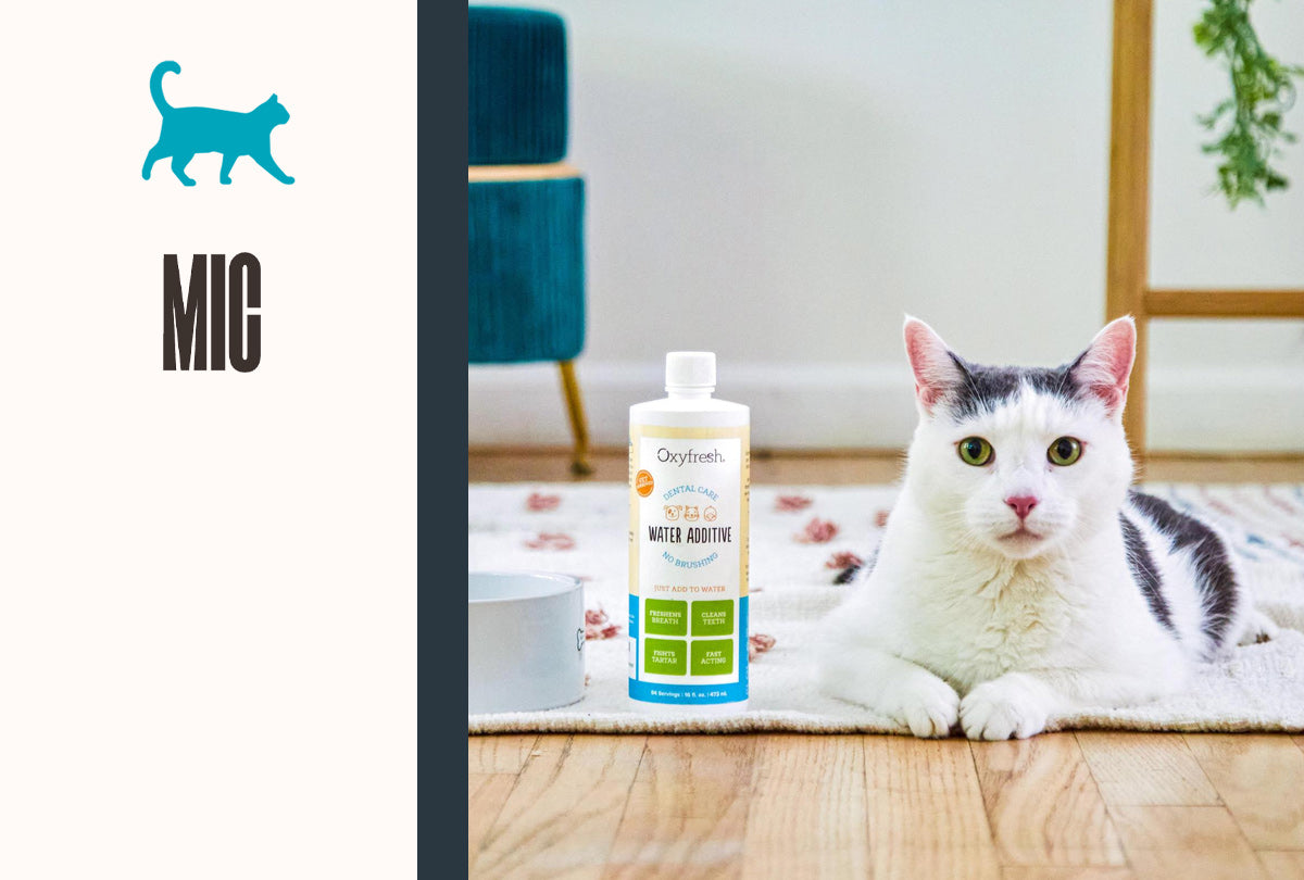 Oxyfresh Water Additive Named a "Genius Thing" in MIC Article on Cat Care