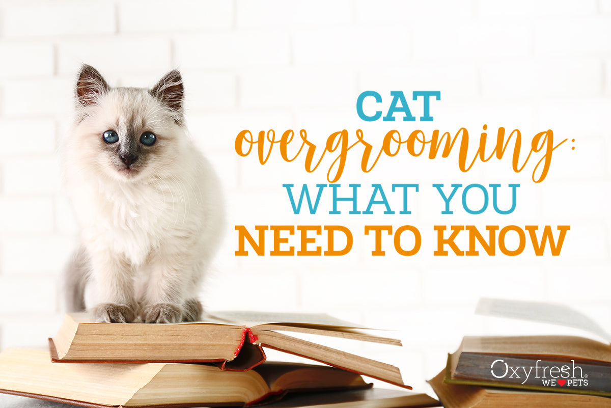 cat overgrooming signs, symptoms and how to help