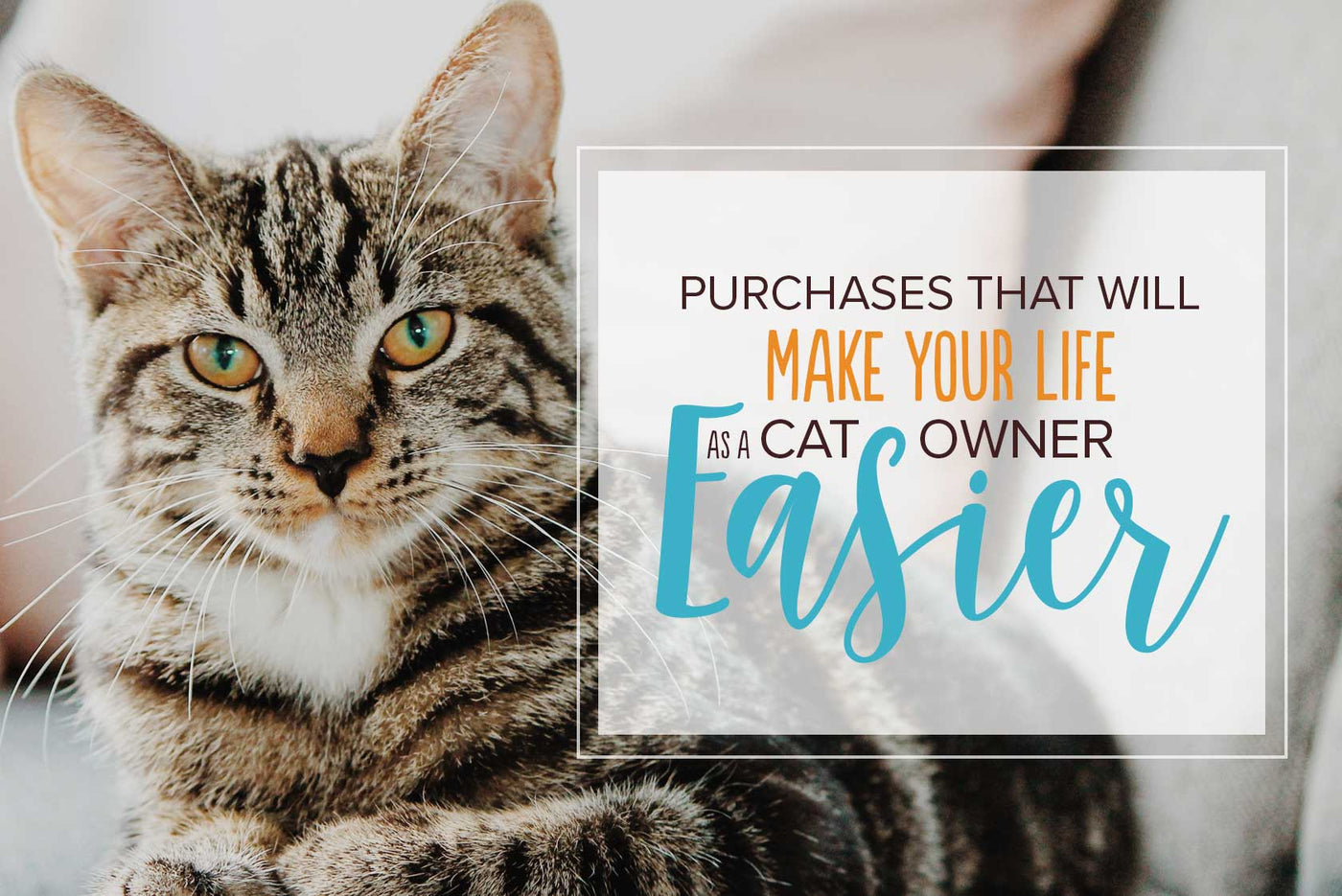Purchases That Will Make Your Life as a Cat Owner Easier