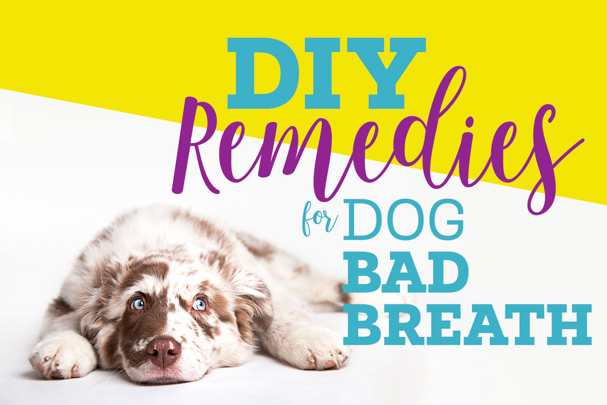DIY remedies for bad dog breath and stinky cat breath