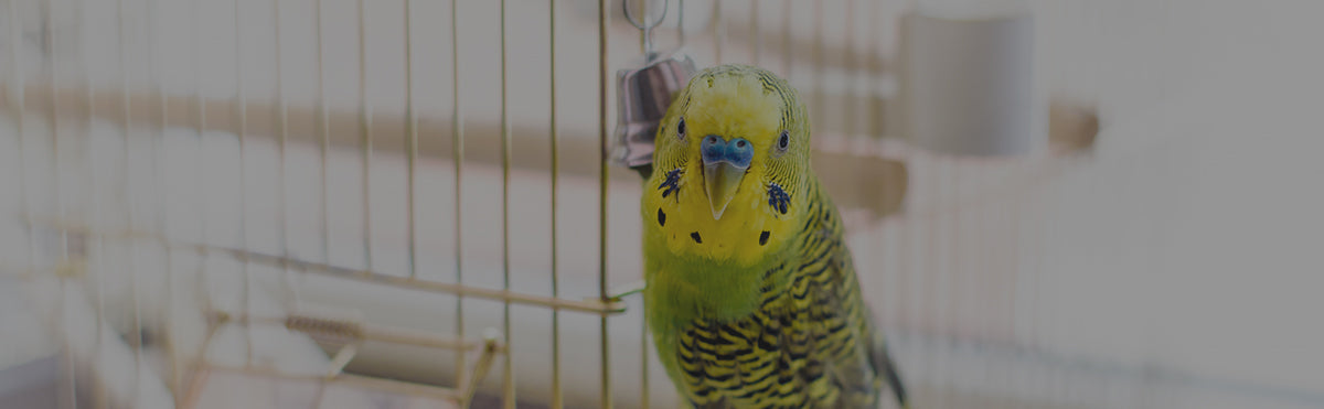 Latest Buzz in Bird Cage Cleaners: Go Fragrance-Free