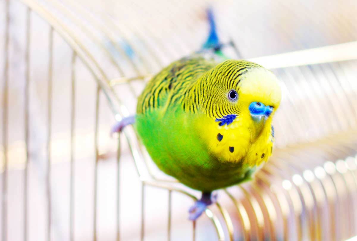 oxyfresh-pet-bird-crate-and-cage-cleaner-featured-image of a cute bird atop its cage-for-blog-post-titled-Bird-Cage-Cleaning-Advice_3-Things-To-Know