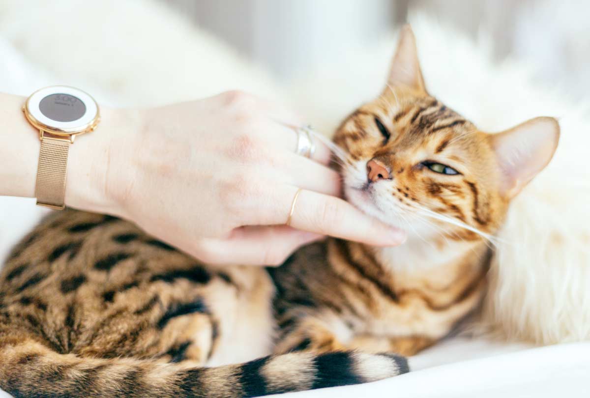 oxyfresh-pet-dental-health-products-featured-image with a cat gitting a cheek scratch-for-blog-post-titled-My-Cat-is-Drooling-Now-What