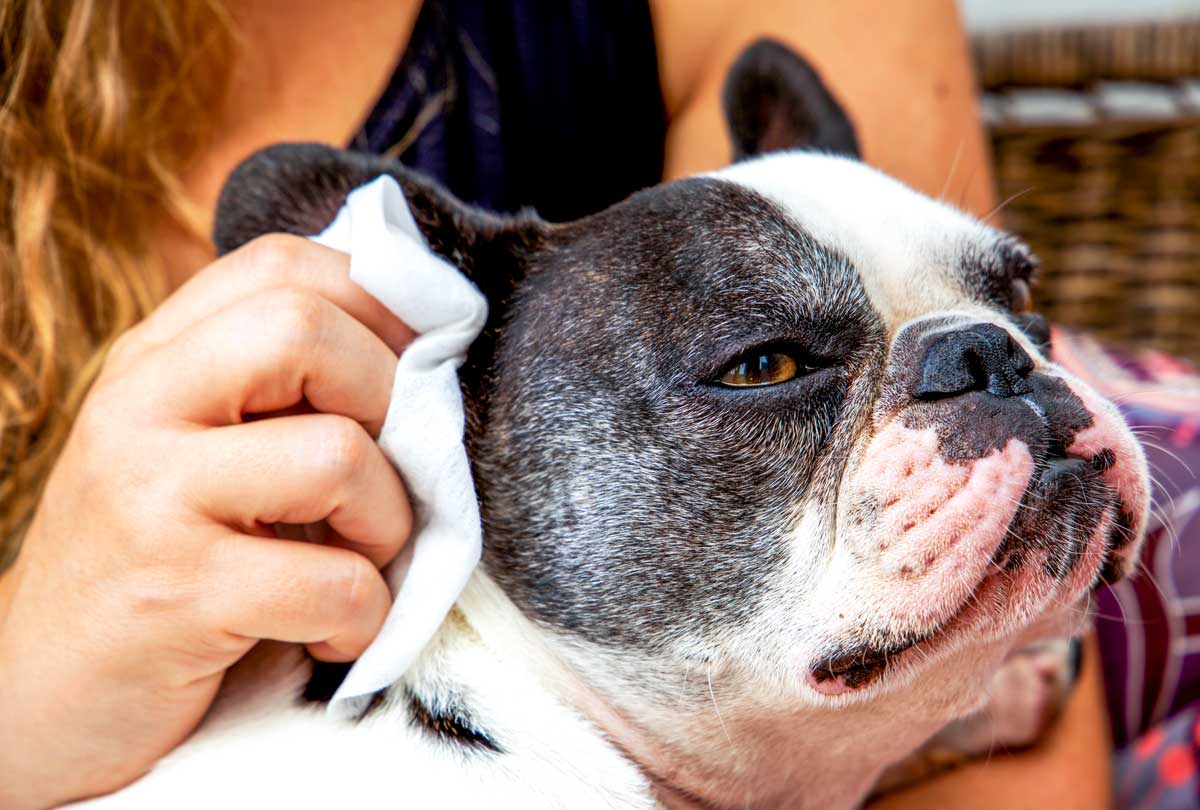 oxyfresh-pet-ear-cleaner-image-of-woman-cleaning-french-bulldogs-ear-with-cloth-for-blog-post-titled-Ear-Mites-101_How-to-Eliminate-Them