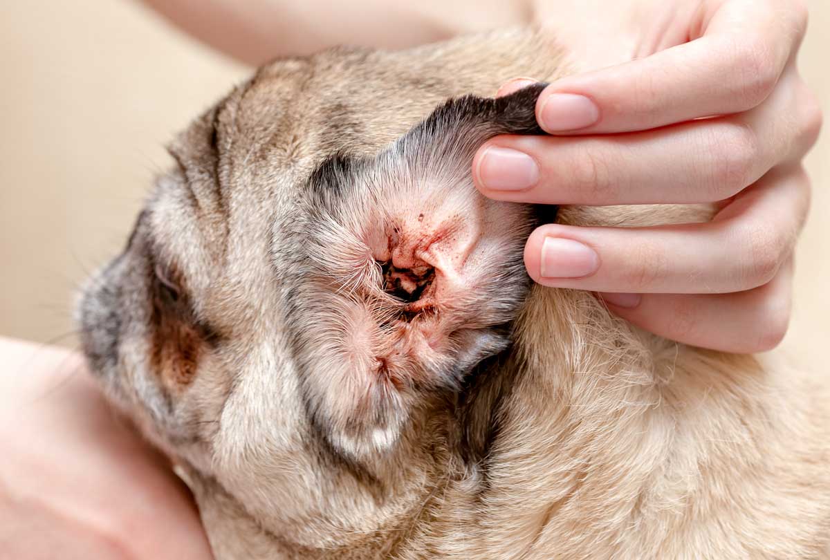 oxyfresh pet products help clean dirty dog ears image of a woman holding up a pug's dirty ear flap to show the inside