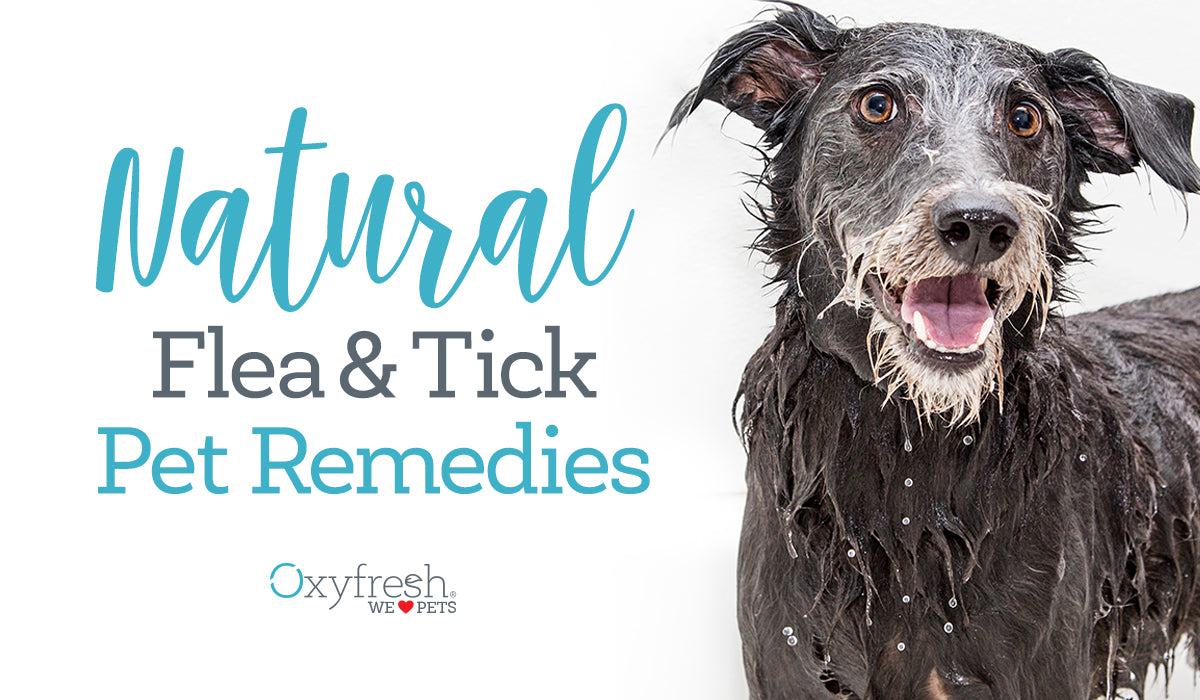 Pet Remedies - How to Naturally Deter Fleas and Ticks on Your Dog