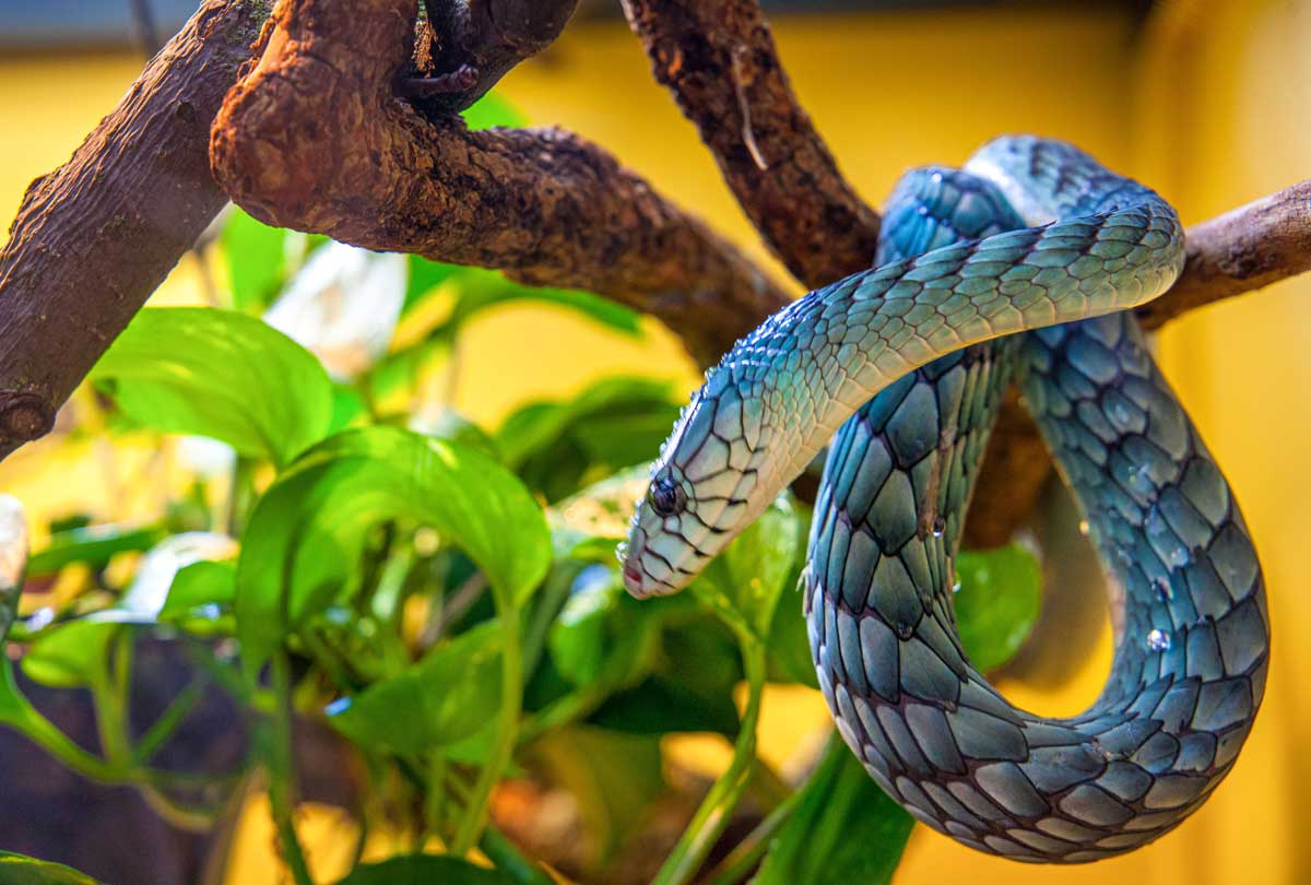 Snake Terrariums 101: Your Guide to Safe Cleaners