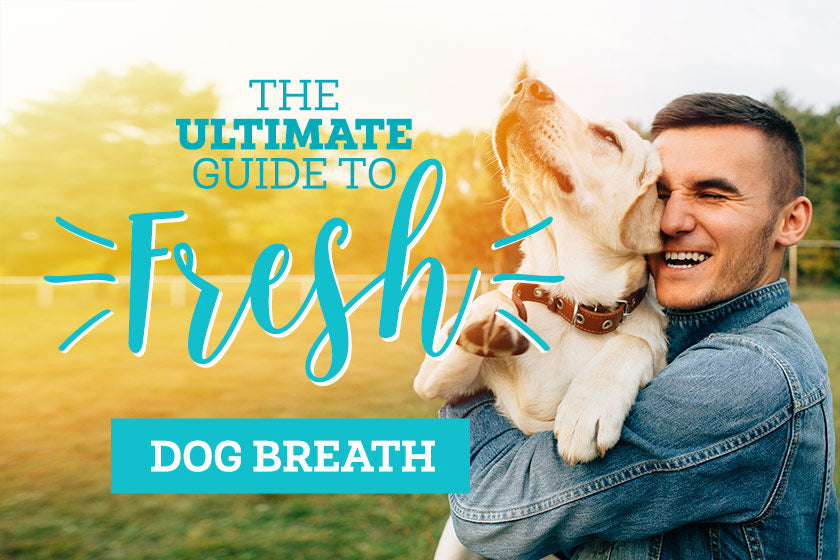 Oxyfresh - Ultimate dog bad breath guide