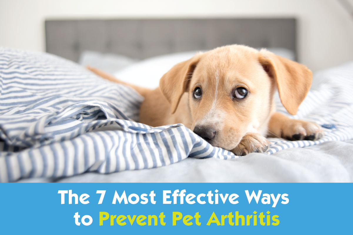 The 7 Most Effective Ways to Prevent Pet Arthritis
