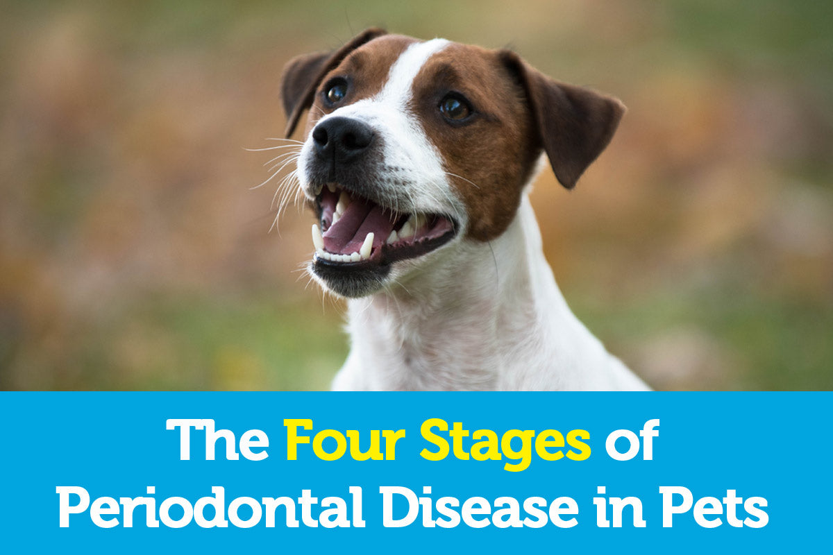 4 Stages of Periodontal Disease in Pets