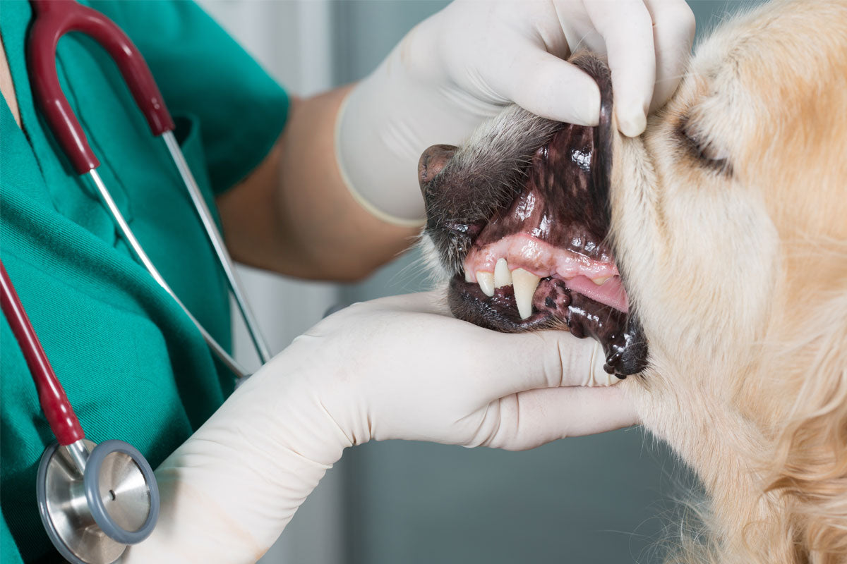 How to Avoid Expensive Pet Dental Bills