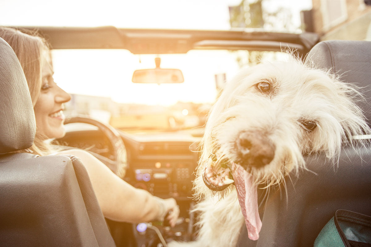 Oxyfresh - Four Hacks for Traveling with Pets