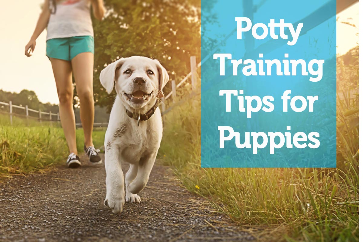Potty Training Tips for New Puppies