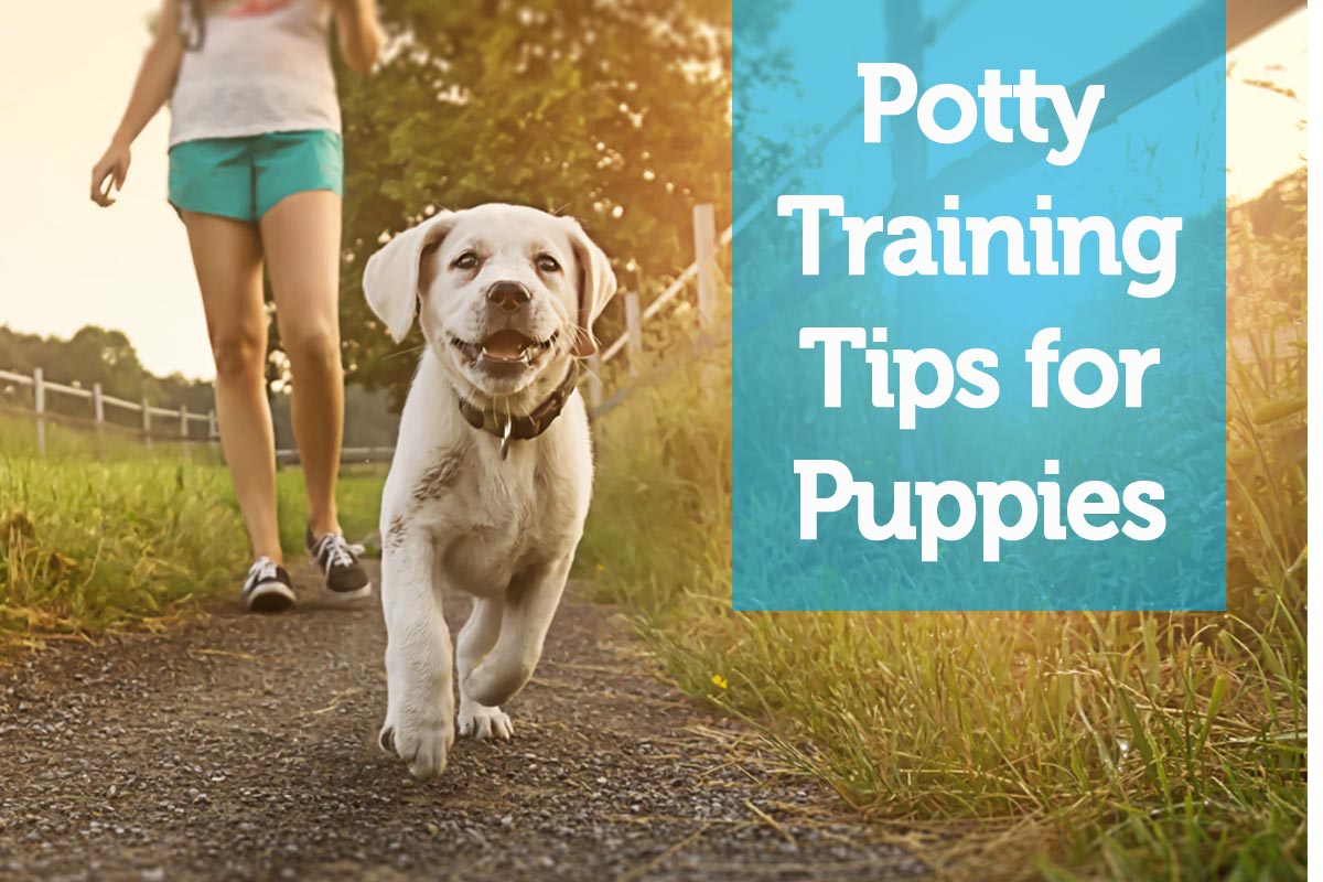 potty-training-tips-for-new-puppies