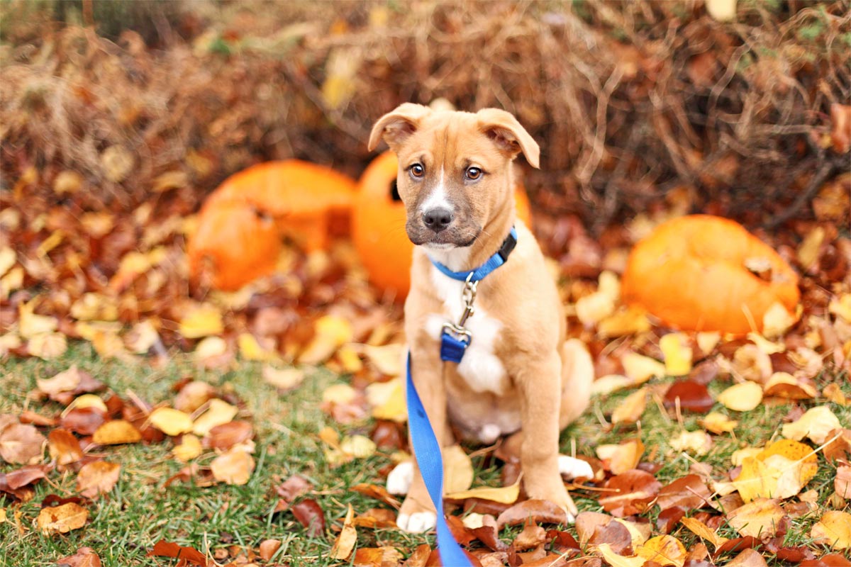 The Pumpkin Muffin Dog Treat Recipe Your Pup Will Love!