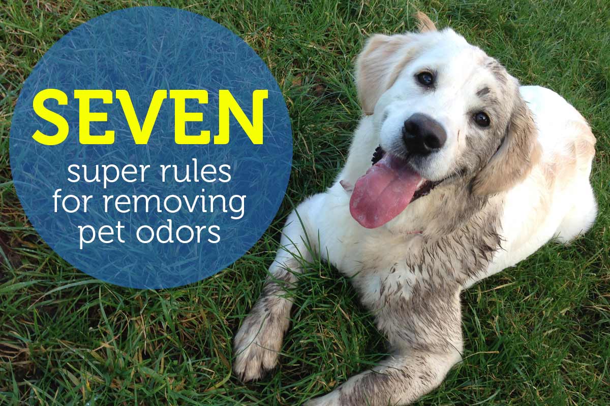 7 Super Rules for Removing Pet Odors