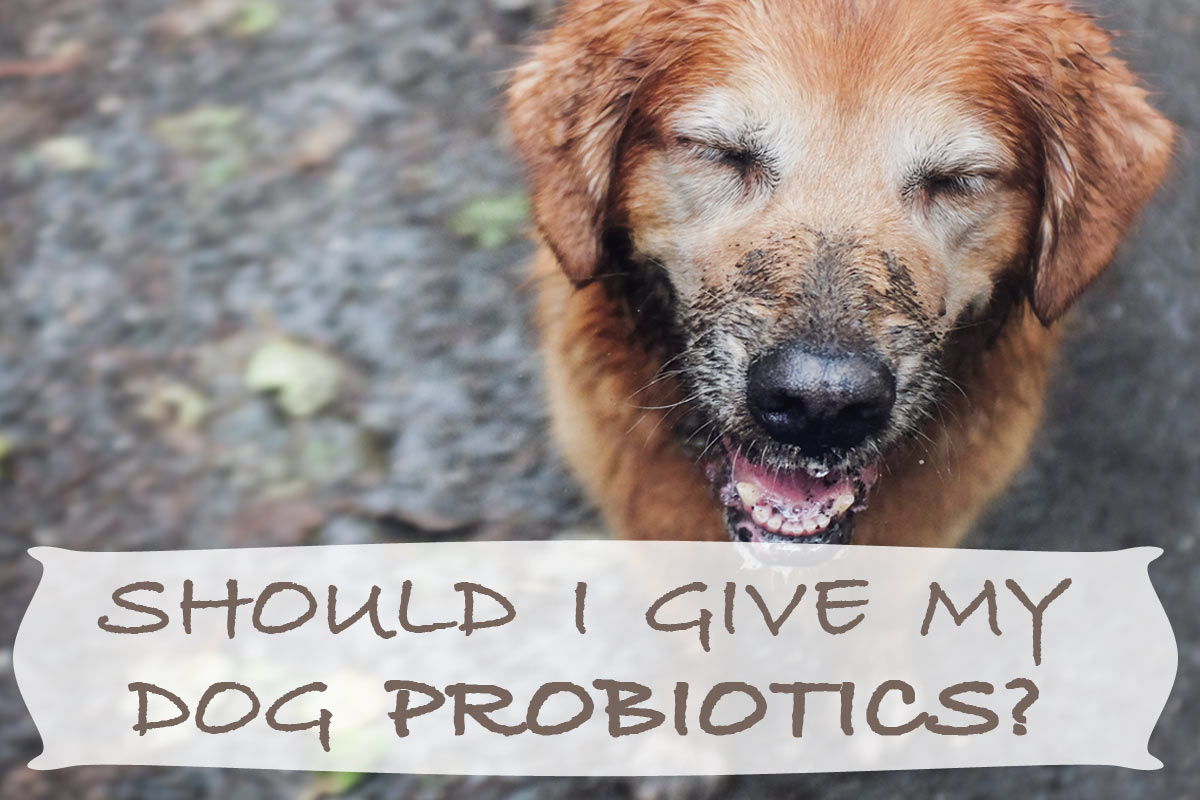 Should I Give My Dog Probiotics?