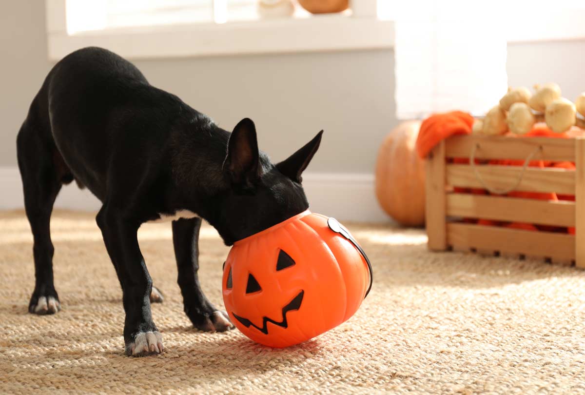 small-black-dog-with-its-face-stuck-in-a-tric-or-treat-bucket-for-oxyfresh-blog-post-titled-Can-Dogs-Eat-Candy--Why-It's-Smart-to-Hide-Your-Halloween-Stash
