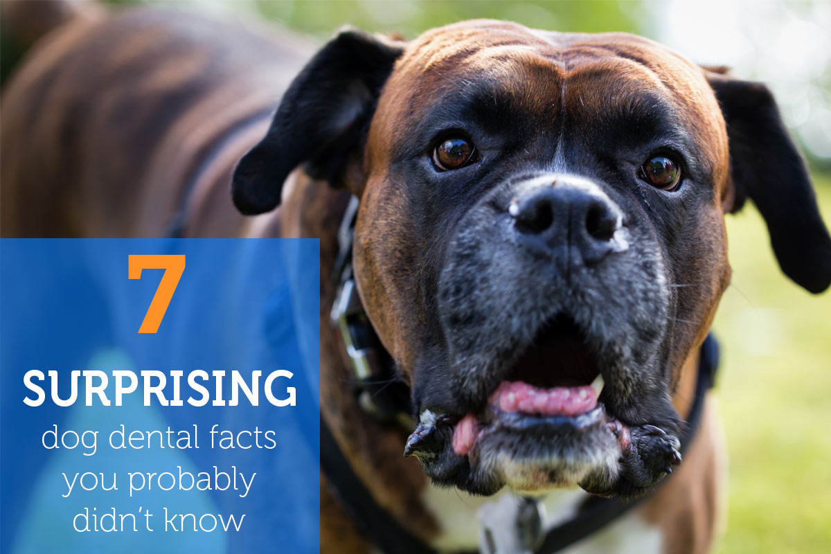 7 Surprising Dog Dental Facts You Probably Didn’t Know