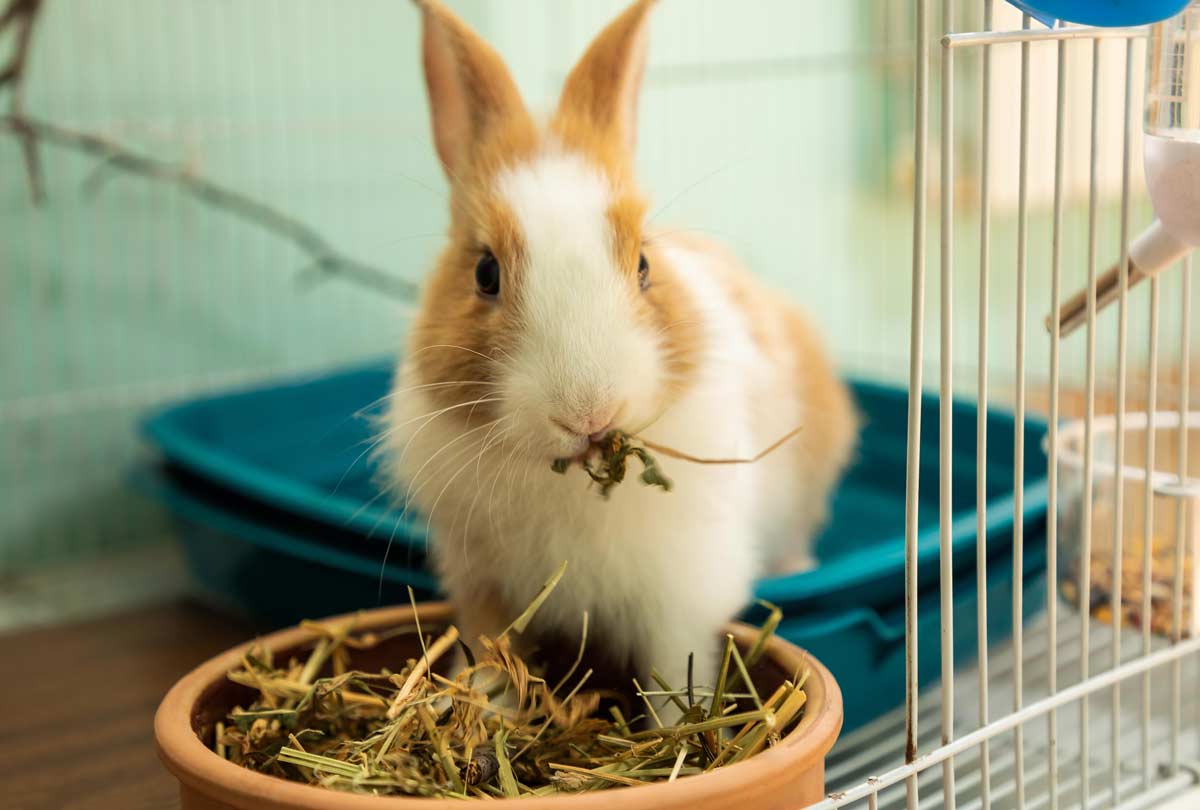 tan-and-white-bunny-with-a-mouthful-of-hay-looking-out-of-its-opened-cage-image-for-blog-post-titled-Your-Complete-Guide-on-How-to-Clean-a-Rabbit-Cage