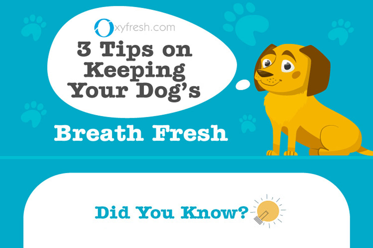 3 Tips on Keeping Your Dog's Breath Fresh [INFOGRAPHIC]