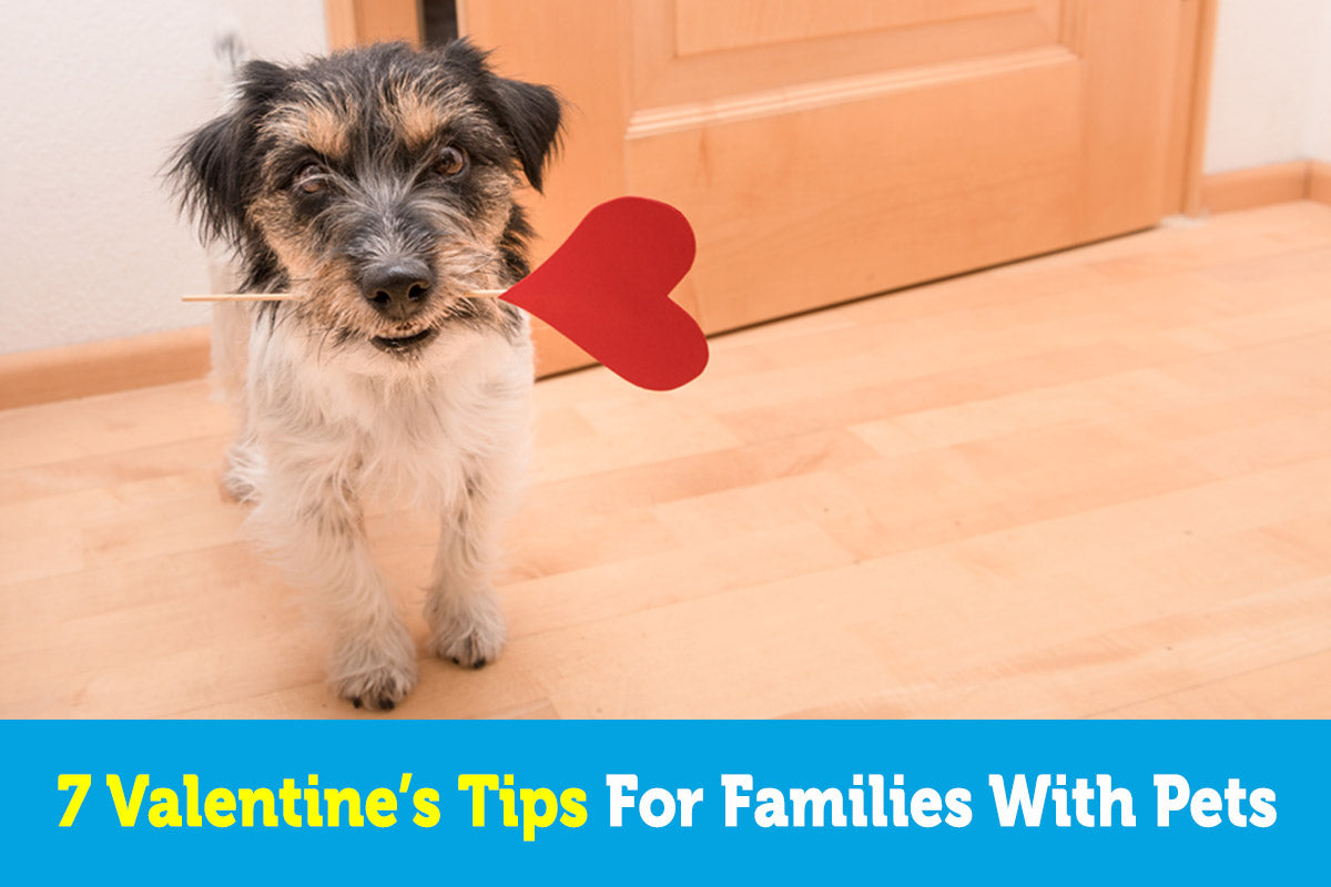 7 Valentine's Tips For Families With Pets