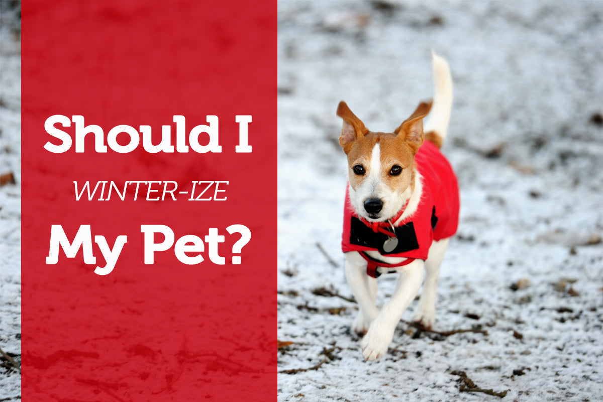 Should I Winter-ize My Pet?