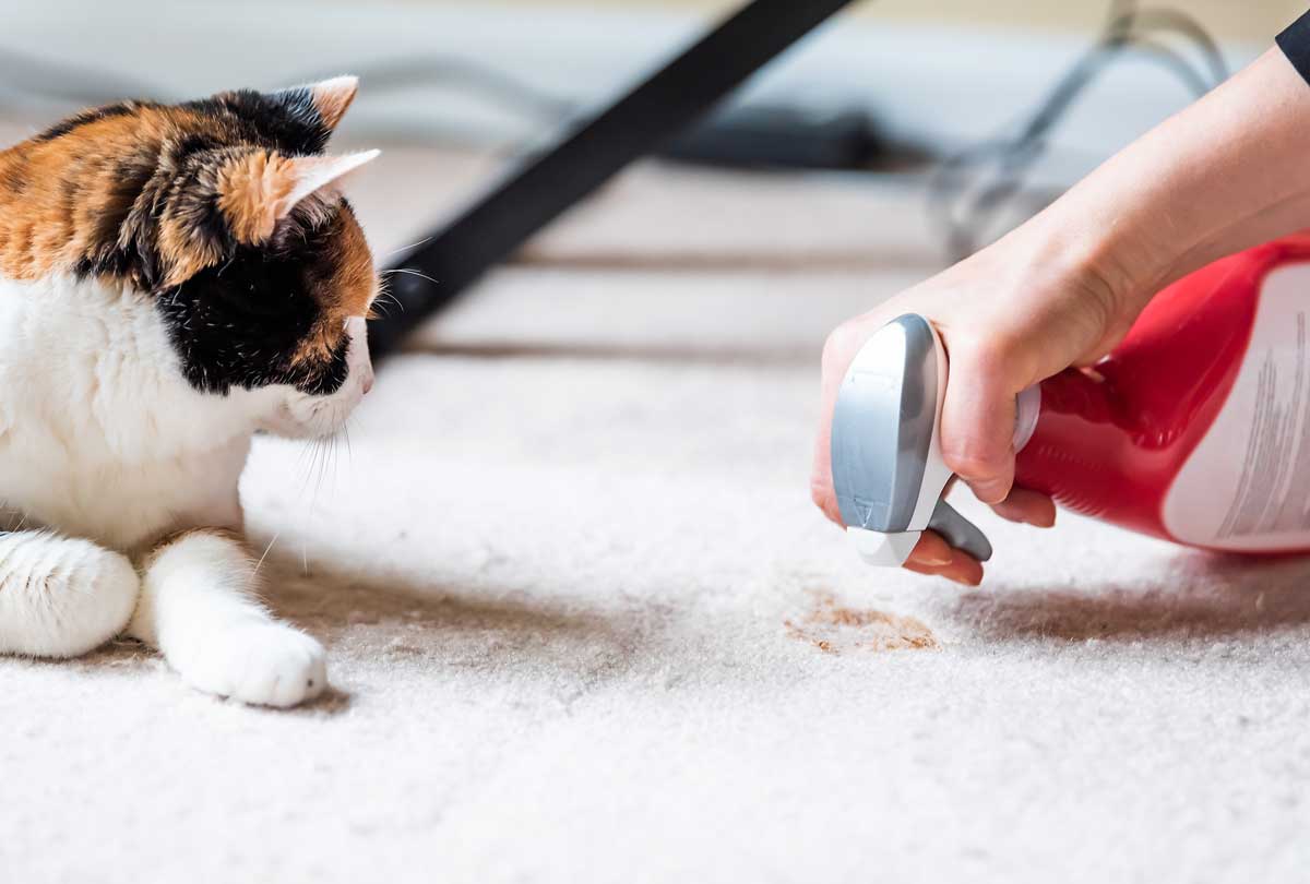 Is Your Pet Deodorizer Toxic? When to Worry & What Ingredients to Avoid.