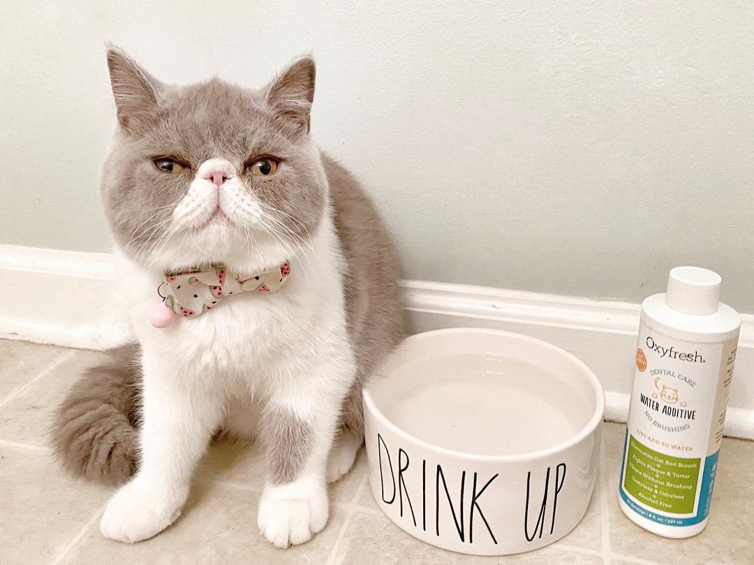 cute flat faced cat posing with oxyfresh cat water additive and a water bowl
