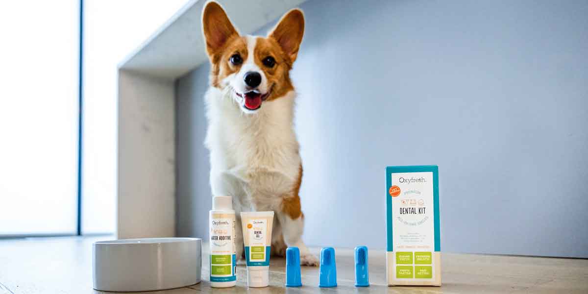 Oxyfresh dog best sale