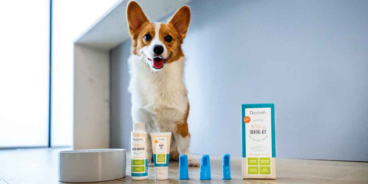 Corgi-smiling-looking-at-camera-with-ears-perked-up-with-Oxyfresh-Pet-Dental-Kit-contents-and-a-water-bowl-Lined-Up-in-front-of-him