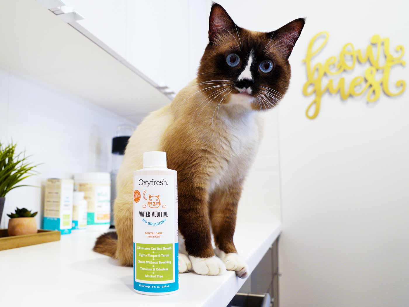 Cute-kitty-sitting-on-counter-next-to-oxyfresh-pet-dental-water-additive-for-fresh-breath