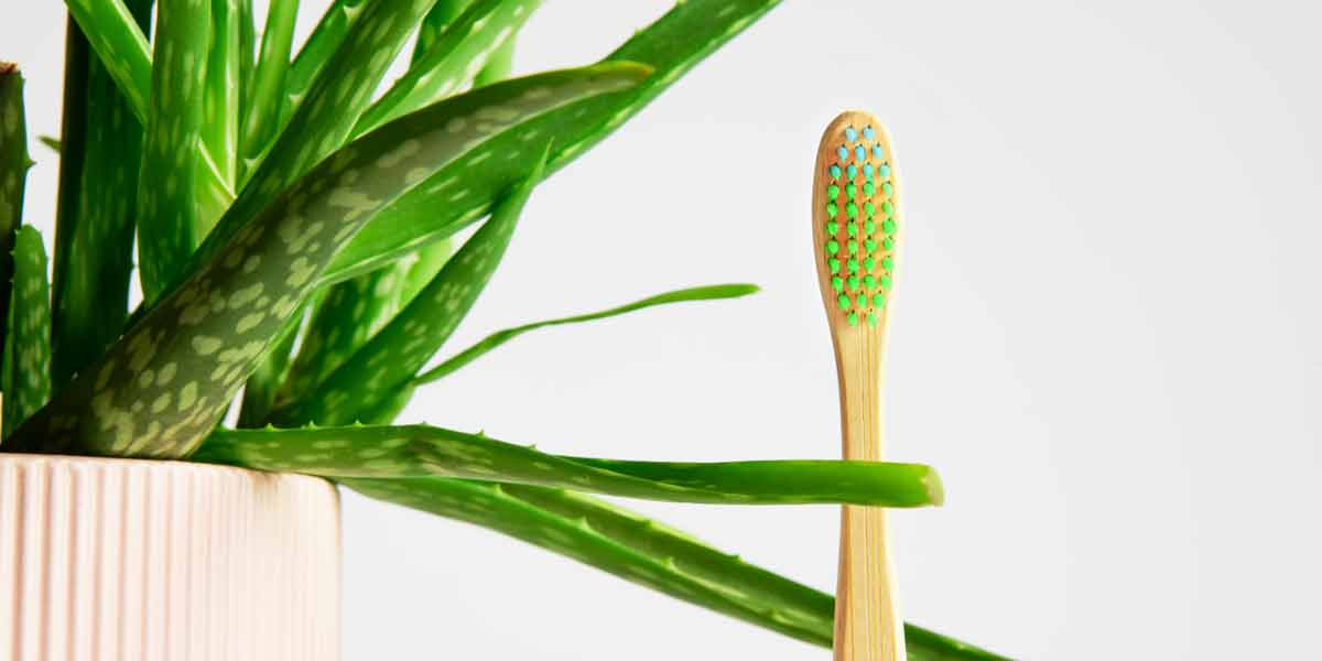 dense bamboo toothbrush with green and blue nylon brissels next to healthy aloe plant