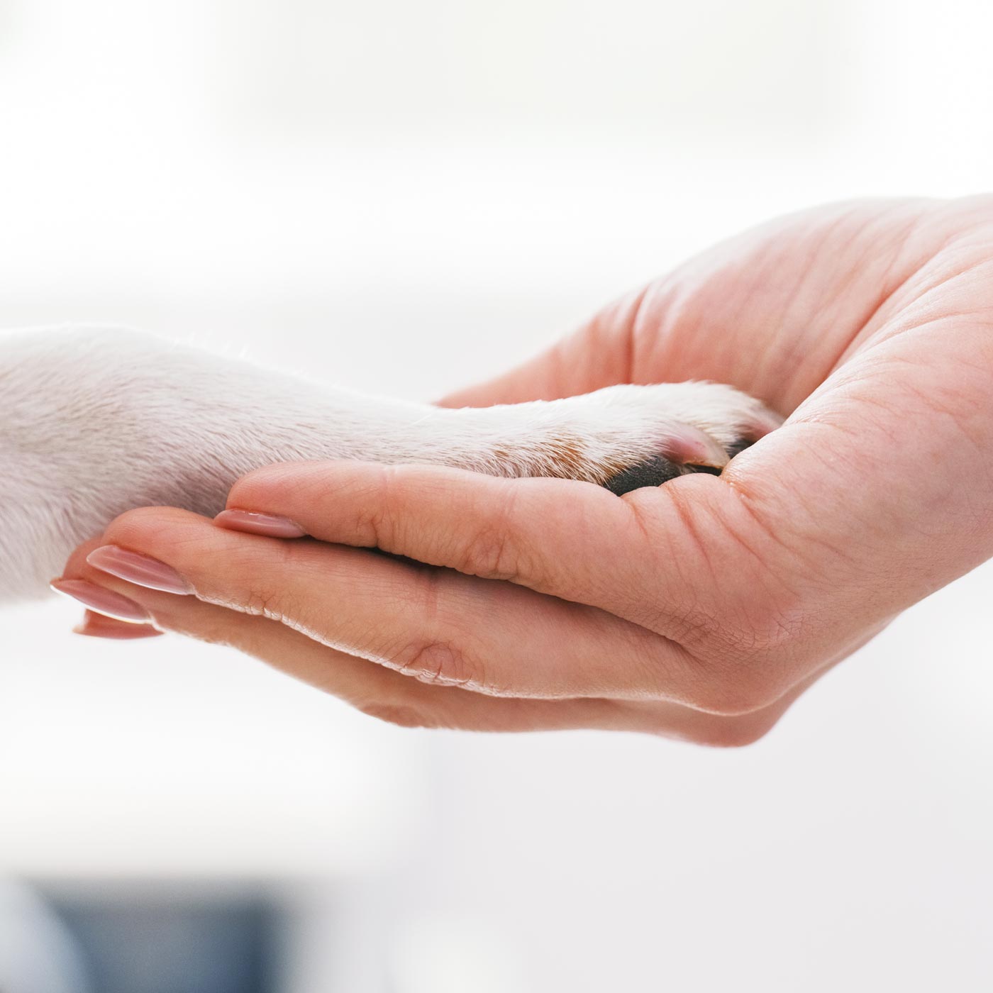 closeup of a person holding a dog paw