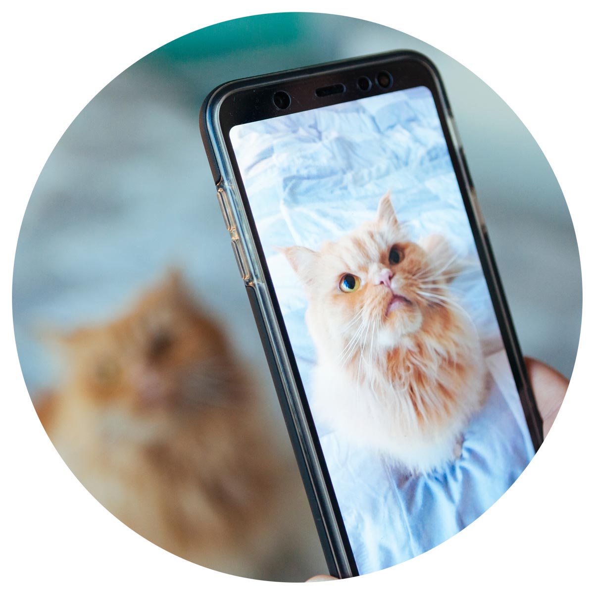cat being photographed on a cell phone