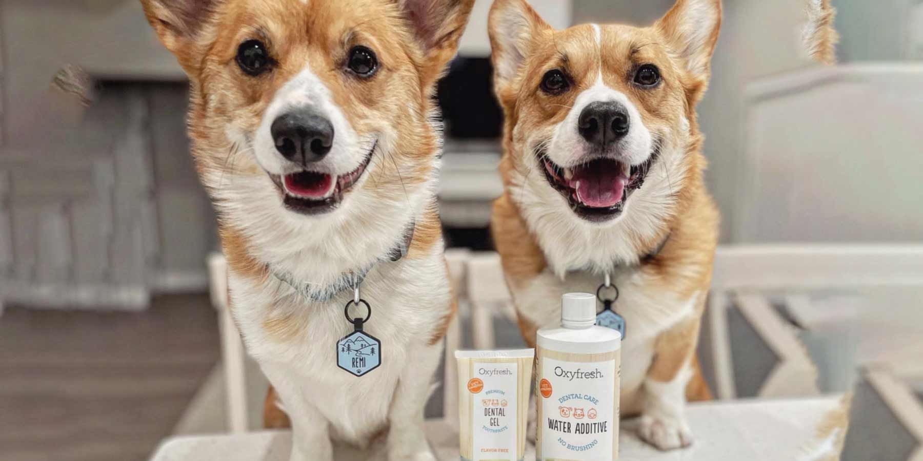 IG-post-benji_the_corgs-sitting-behind-oxyfresh-pet-toothpaste-gel-and-dental-water-additive-for-dogs
