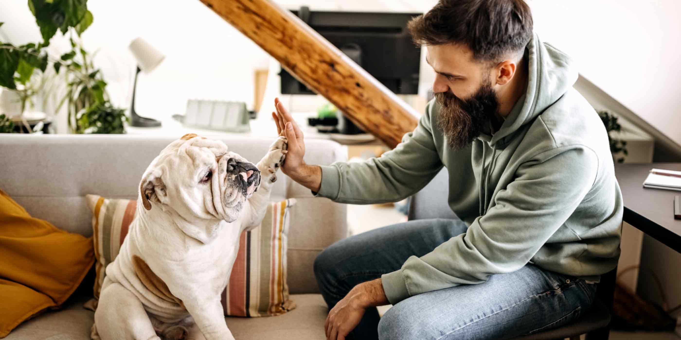 Man-highfiving-a-bulldog-on-the-couch