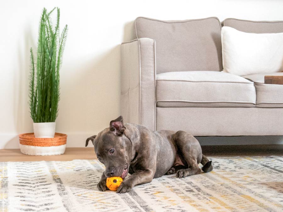 Oxyfresh-Dental-Chew-Toy_copy_cute_dog_playing_with_oxyfresh_dental_toys_for_dogs