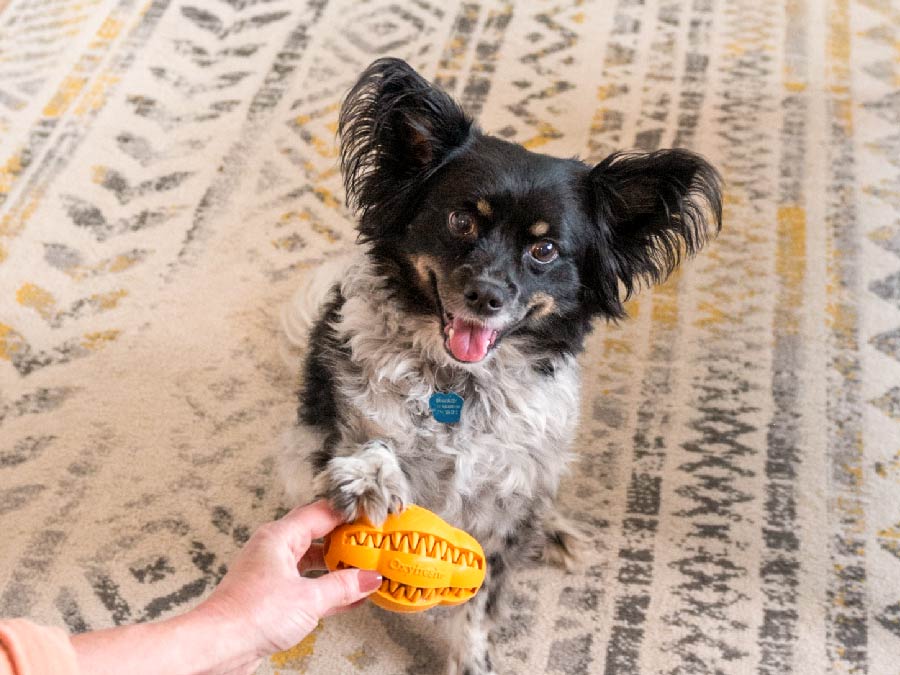 Oxyfresh-Dental-Chew-Toy_copy_smiling_dog_with_oxyfresh_dog_teeth_cleaning_toy