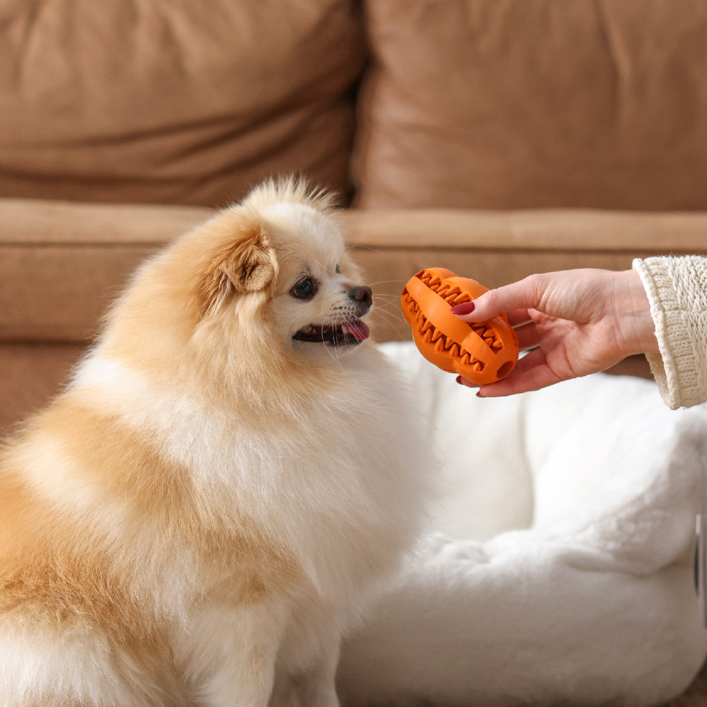 Oxyfresh-Dental-Chew-Toy_pup_sitting_next_to_the_couch_with-orange-dog-dental-toy