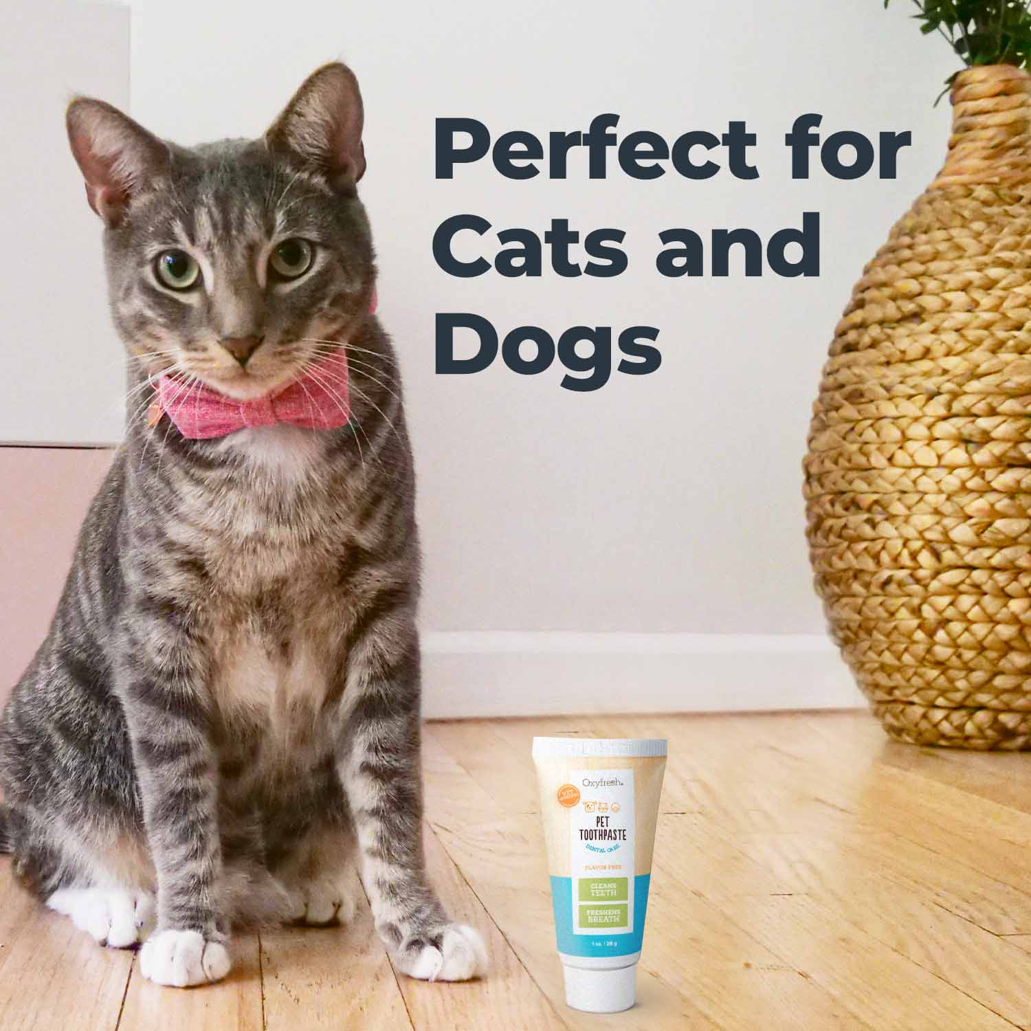 cat wearing a pink bowtie sitting next to a tube of pet toothpaste which is perfect for both cats and dogs