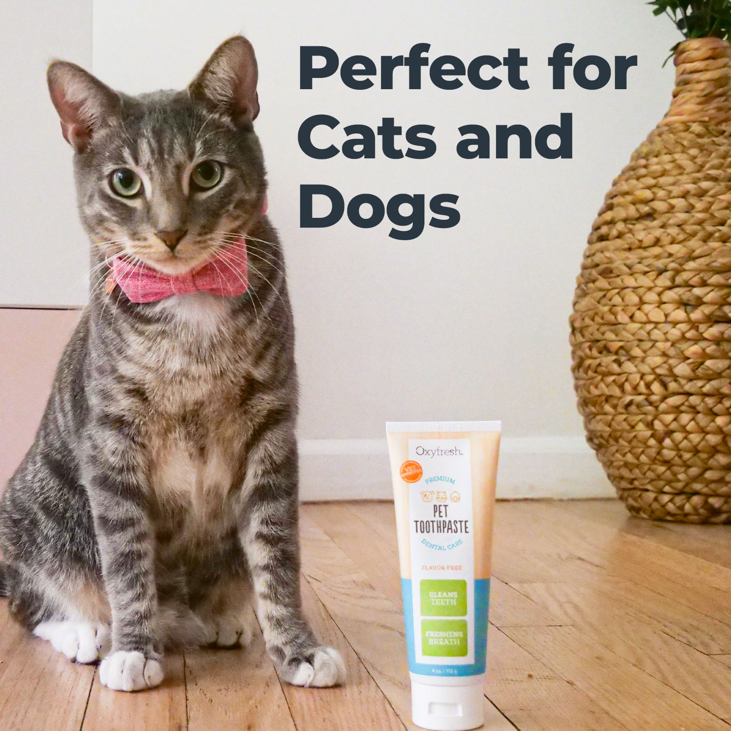 cat with pink bow tie and green eyes next to a tube of oxyfresh pet toothpaste it's perfect for cats and dogs