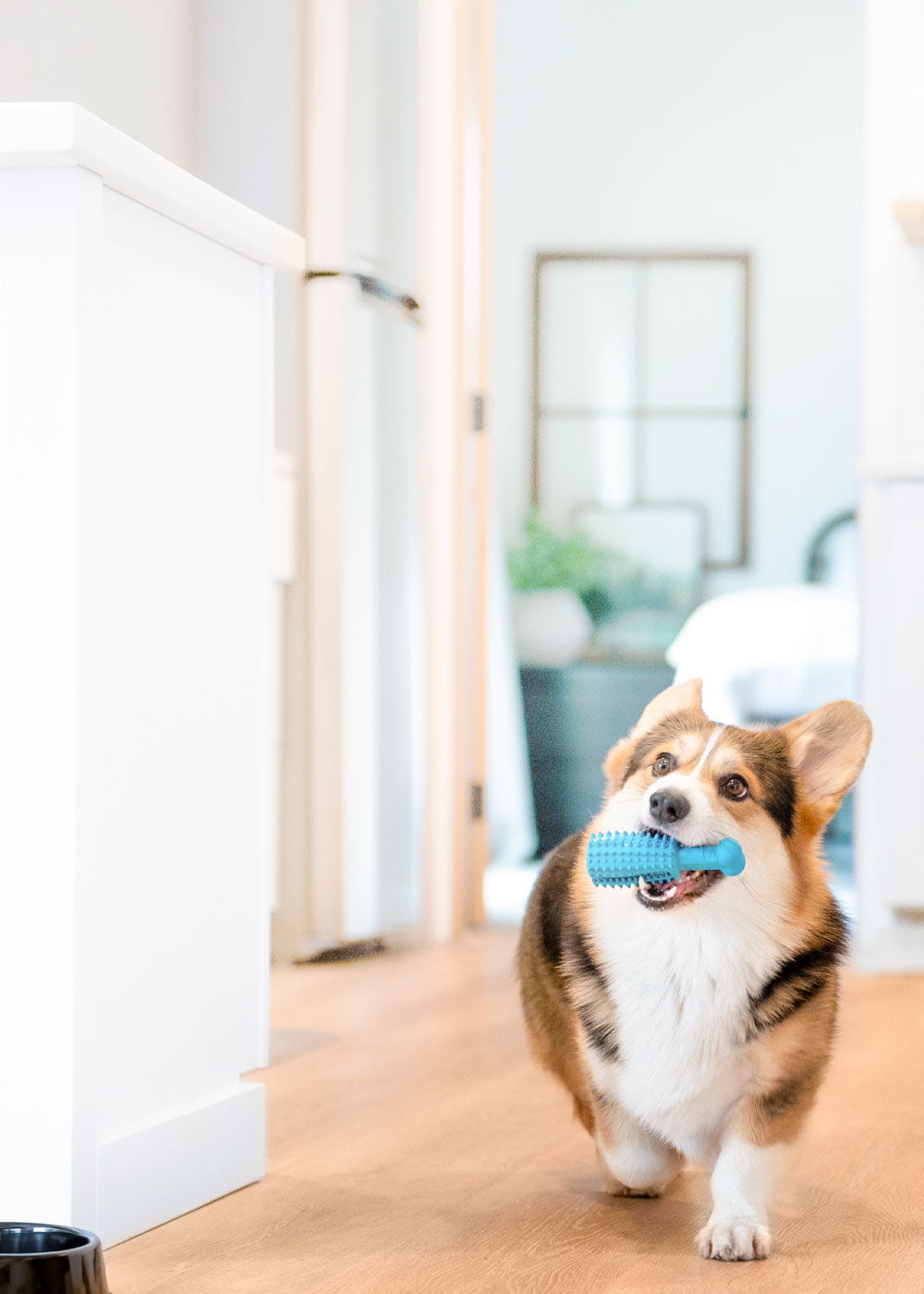 Pet-Dental-Chew-Toy-dog-with-teal-toy-